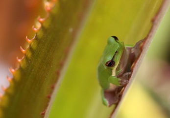 IMG_6941a.jpg